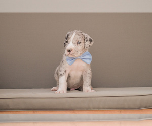 Great Dane Dog for Adoption in SYRACUSE, Indiana USA