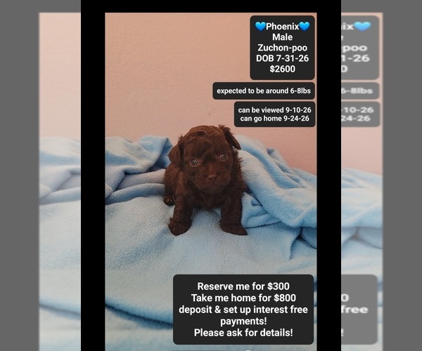 Medium Photo #1 Poodle (Toy)-Zuchon Mix Puppy For Sale in TUCSON, AZ, USA