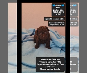 Poodle (Toy)-Zuchon Mix Puppy for sale in TUCSON, AZ, USA