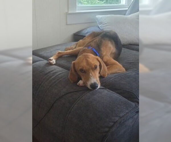 Medium Photo #5 Mutt Puppy For Sale in Oakhurst, NJ, USA