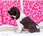 Small Photo #26 Cocker Spaniel Puppy For Sale in WAKARUSA, IN, USA