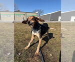 Small #2 Coonhound Mix