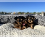 Small Photo #2 Yorkshire Terrier Puppy For Sale in HALLANDALE BEACH, FL, USA