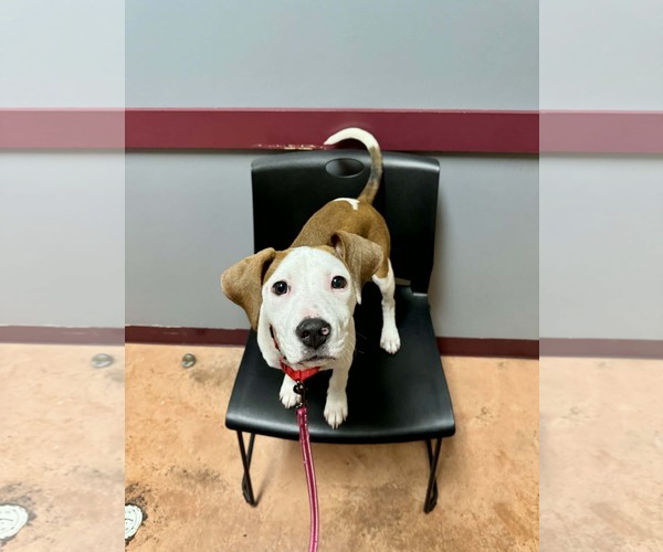 Medium Photo #7 Mutt Puppy For Sale in Spotsylvania, VA, USA