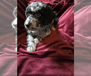 Poodle (Standard) Puppy for sale in SPARTANBURG, SC, USA