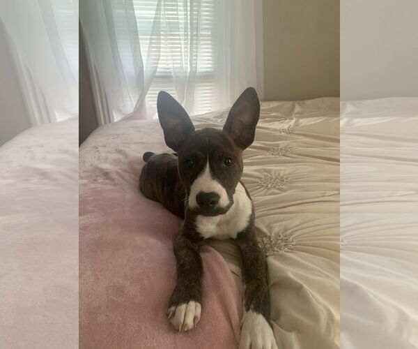 Medium Photo #19 American Pit Bull Terrier-Mountain Cur Mix Puppy For Sale in Oakhurst, NJ, USA