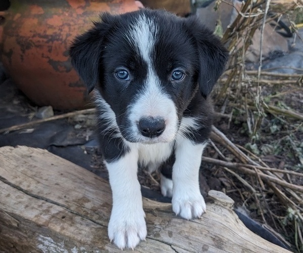 Medium Photo #5 Border Collie Puppy For Sale in HARRISON, ID, USA