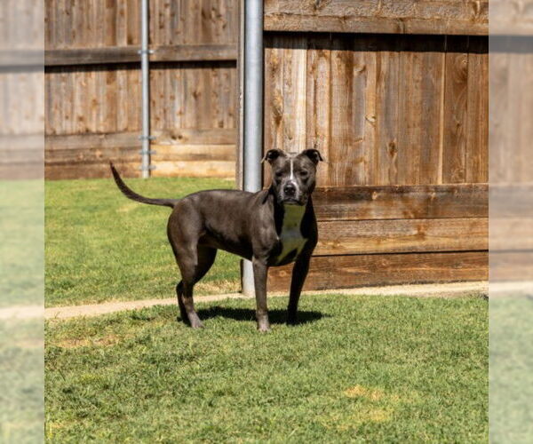 Medium Photo #2 American Pit Bull Terrier-Unknown Mix Puppy For Sale in Plano, TX, USA