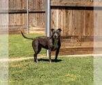 Small #1 American Pit Bull Terrier Mix