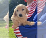 Small #1 Golden Retriever