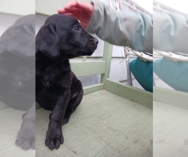 Medium Photo #13 English Cream Golden Retriever-Newfoundland Mix Puppy For Sale in SHEBOYGAN FALLS, WI, USA