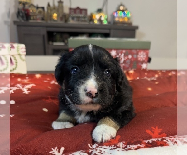 Medium Photo #19 Australian Shepherd Puppy For Sale in SALISBURY, NC, USA