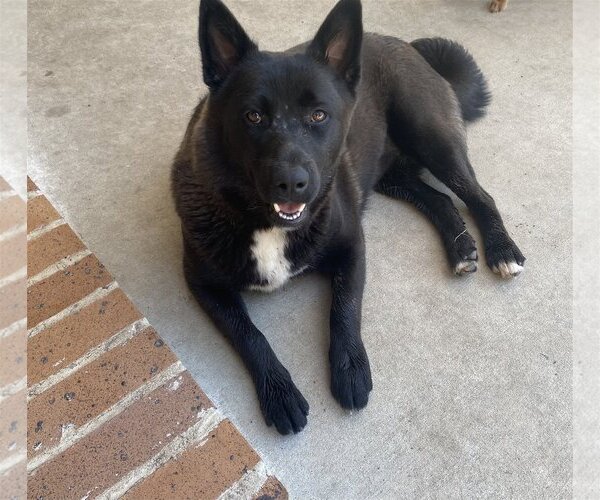 Medium Photo #11 Mutt Puppy For Sale in Spring, TX, USA