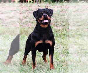 Mother of the Rottweiler puppies born on 05/15/2021