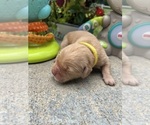 Small #2 Golden Retriever