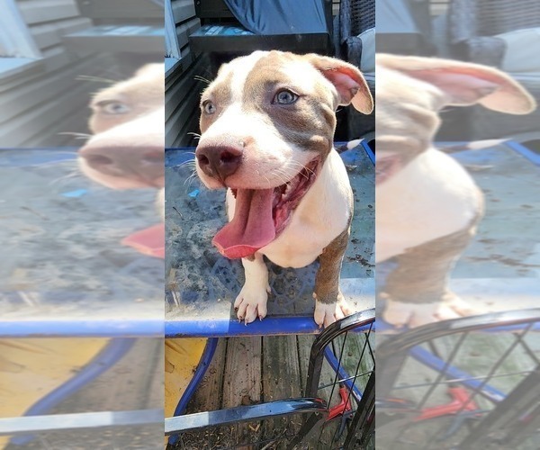 Medium Photo #44 American Bully Puppy For Sale in HARRISBURG, PA, USA