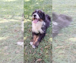 Miniature Bernedoodle Puppy for Sale in ROMULUS, Michigan USA