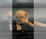 Small Photo #4 Dogue de Bordeaux-Muscle Mastiff Mix Puppy For Sale in COOKEVILLE, TN, USA