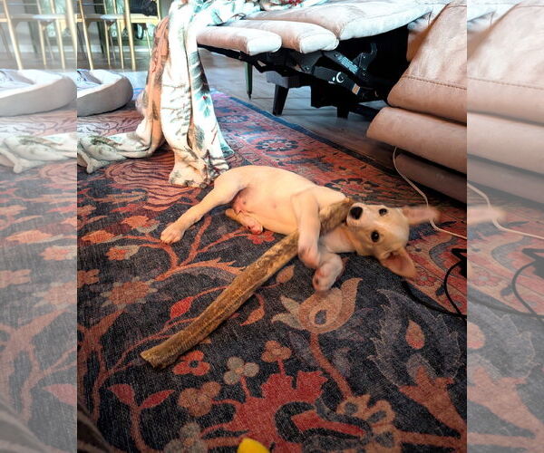 Medium Photo #3 Mutt Puppy For Sale in St. Louis Park, MN, USA