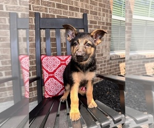 German Shepherd Dog Puppy for sale in INDIANAPOLIS, IN, USA