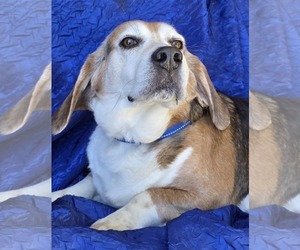 Beagle Dogs for adoption in Cuba, NY, USA