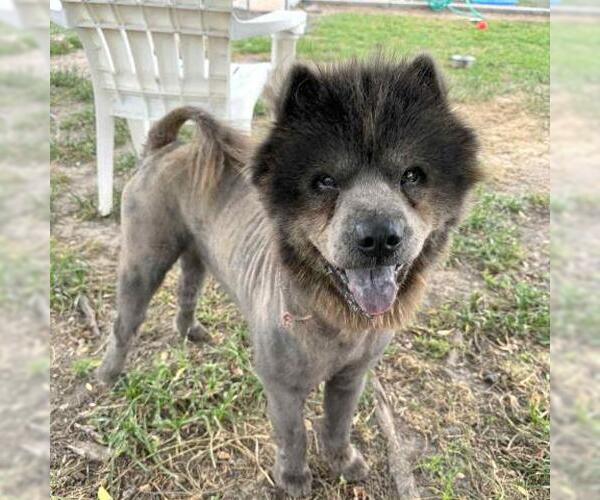 Medium Photo #2 Chow Chow Puppy For Sale in Conroe, TX, USA