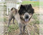 Small #1 Chow Chow