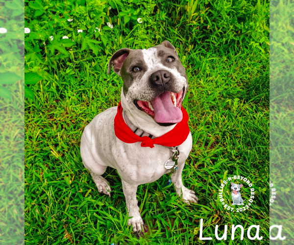 Medium Photo #8 American Pit Bull Terrier-Unknown Mix Puppy For Sale in Omaha, NE, USA
