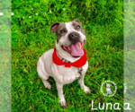 Small #7 American Pit Bull Terrier Mix