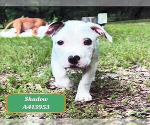 American Pit Bull Terrier-Unknown Mix Dogs for adoption in Conroe, TX, USA