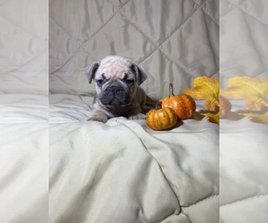 French Bulldog Puppy for sale in FORT WORTH, TX, USA