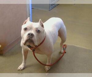 Mutt Dogs for adoption in Sacramento, CA, USA