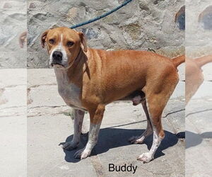 American Pit Bull Terrier-Unknown Mix Dogs for adoption in Fallbrook, CA, USA