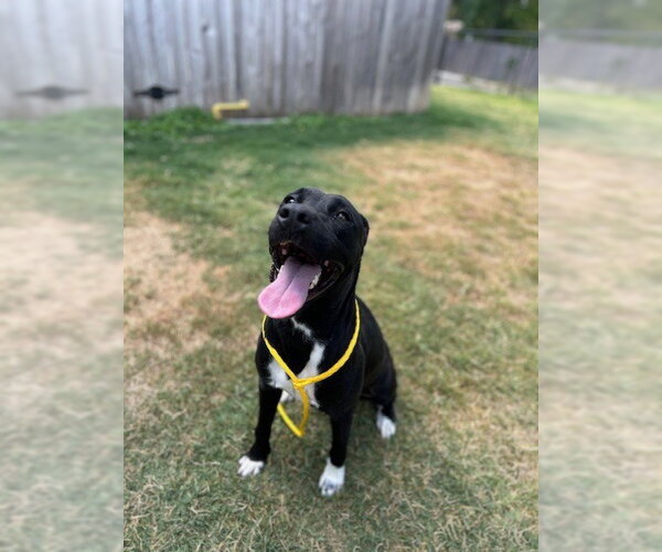 Medium Photo #2 Labrador Retriever-Unknown Mix Puppy For Sale in Temple, TX, USA