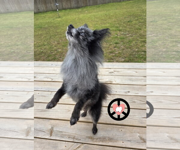 Medium Photo #5 Pomeranian Puppy For Sale in Lebanon, PA, USA