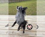 Small #4 Pomeranian