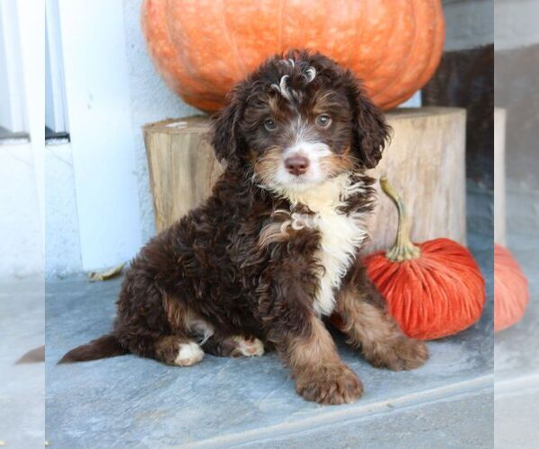 Medium Photo #1 Bernedoodle (Miniature) Puppy For Sale in NARVON, PA, USA