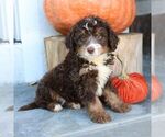 Image preview for Ad Listing. Nickname: Biscuit