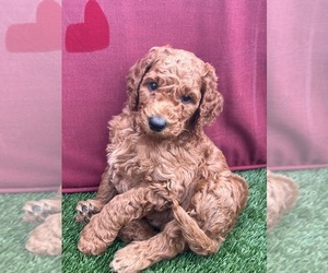 Goldendoodle Puppy for sale in OAKLAND, CA, USA