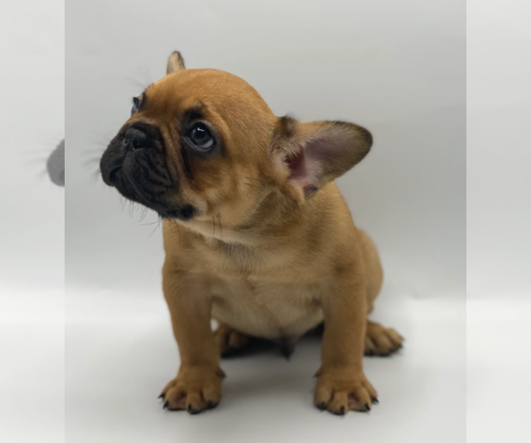 Medium Photo #2 French Bulldog Puppy For Sale in PALO ALTO, CA, USA