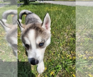 Siberian Husky Puppy for sale in ALPENA, MI, USA