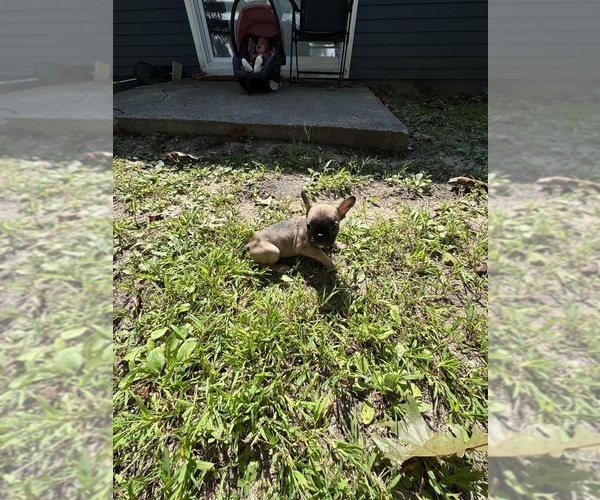 Medium Photo #3 French Bulldog Puppy For Sale in MILLVILLE, NJ, USA