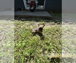 Small Photo #13 French Bulldog Puppy For Sale in MILLVILLE, NJ, USA