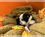 Small Photo #8 French Bulldog Puppy For Sale in CUDAHY, WI, USA