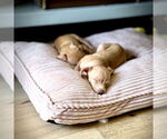 Small #2 Chiweenie