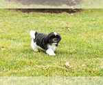 Small Photo #5 Shih Tzu Puppy For Sale in NAPPANEE, IN, USA