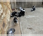 Small Photo #3 Border Collie Puppy For Sale in KANSAS CITY, MO, USA