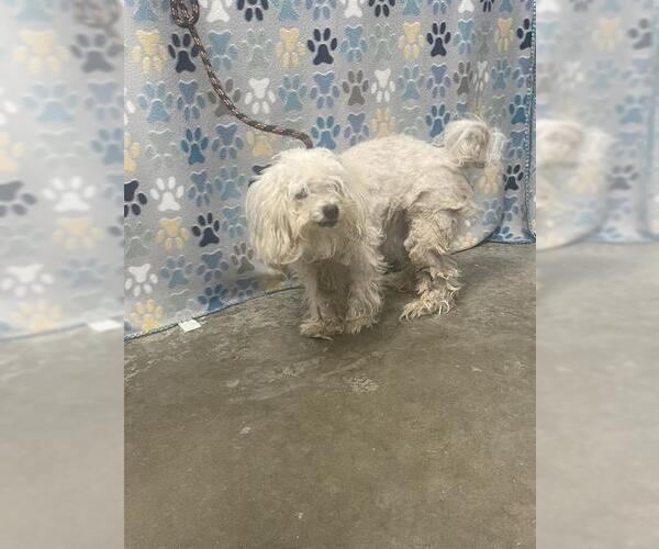 Medium Photo #1 Lhasa Apso-Unknown Mix Puppy For Sale in Rosenberg, TX, USA