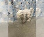 Small Lhasa Apso Mix