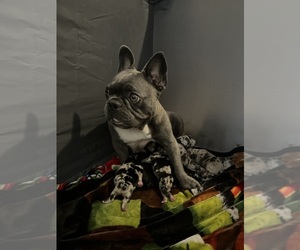 Mother of the French Bulldog puppies born on 08/01/2025